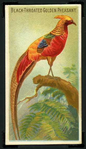 N5 6 Black-Throated Golden Pheasant.jpg